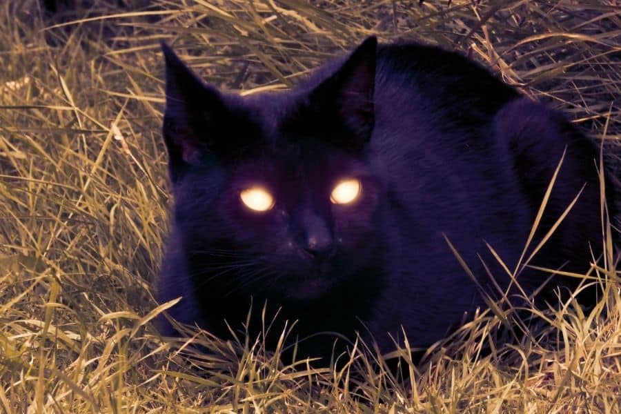 Gato aterrador con ojos malvados