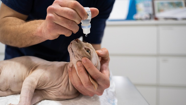 El equipo veterinario irreconocible inyecta gotas para los ojos en los ojos de un gato esfinge para hidratarlos después de la sedación.