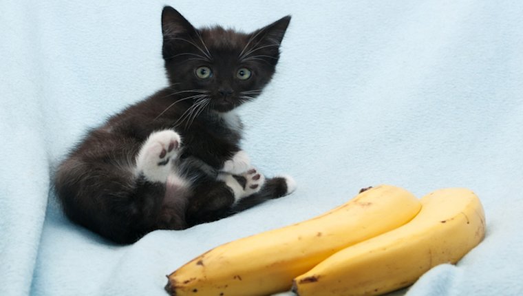 gatito y plátano