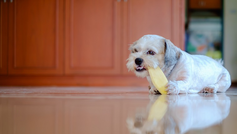 El perro Shih tzu de pelo corto blanco está feliz de mordisquear una semilla de mango en casa por concepto de mascota