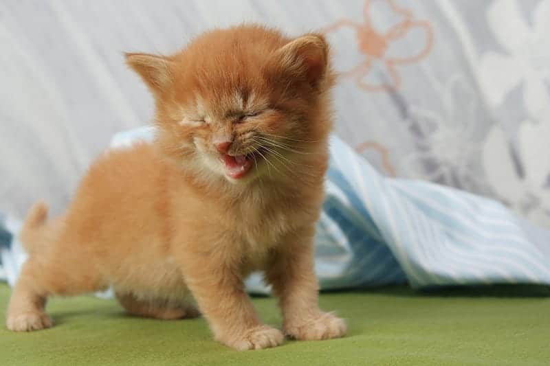 Lindo gato naranja riendo 