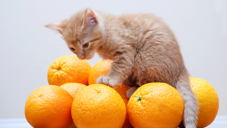 gatito y naranjas