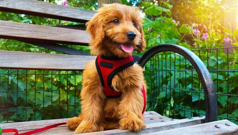 Cachorro de Goldendoodle en miniatura sentado en un banco en el parque de la ciudad.  El perro tiene 3 meses.