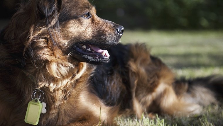 Un gran perro marrón tirado en la hierba girando la cabeza para mirar alrededor.  Un collar y placas de identificación.