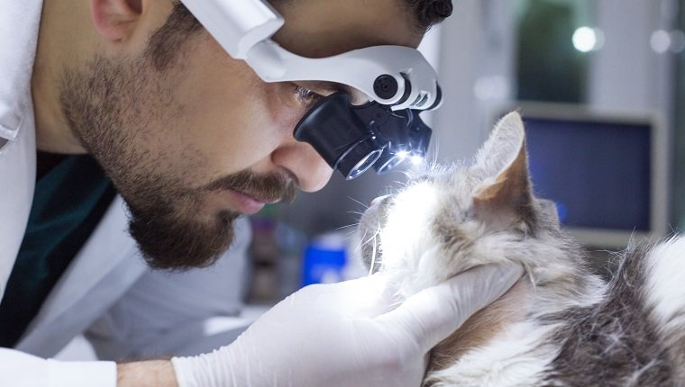 Veterinario examinando gato con ojo dolorido