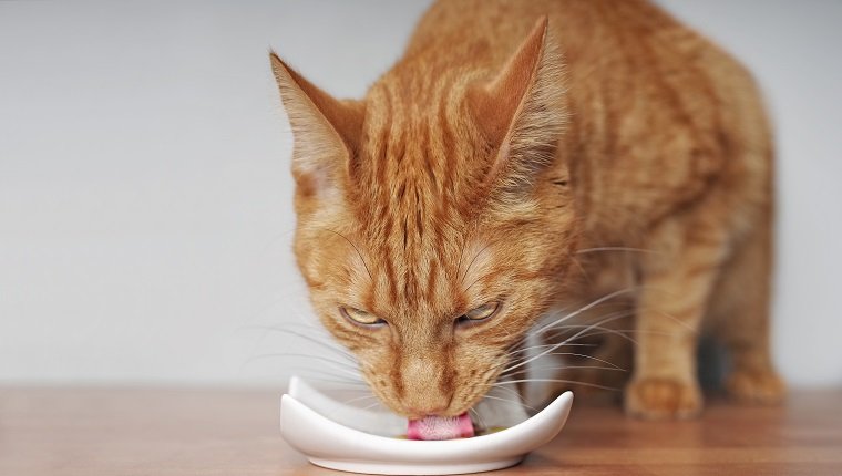 Gato jengibre comiendo de un bol.  Primer plano con espacio de copia.