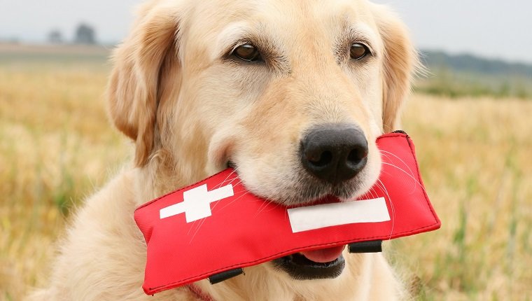 dog first aid kit 1