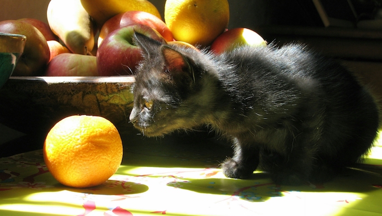 gato y naranjas
