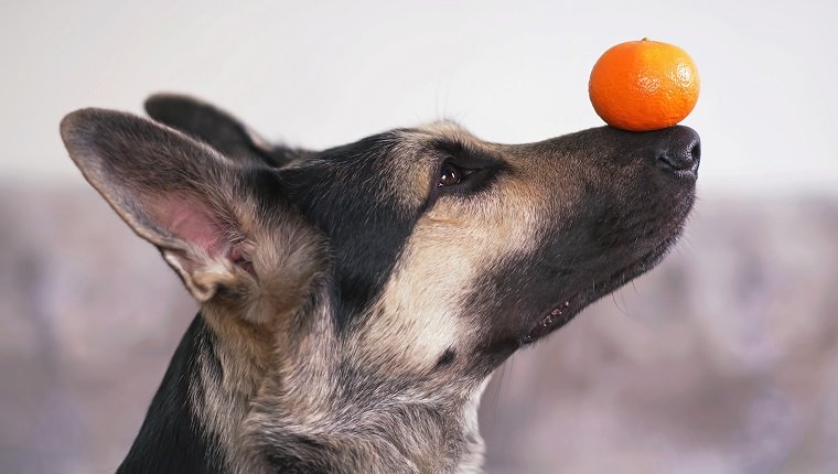 El retrato de un joven perro pastor de Europa del Este posando en el interior sosteniendo una mandarina naranja en la nariz