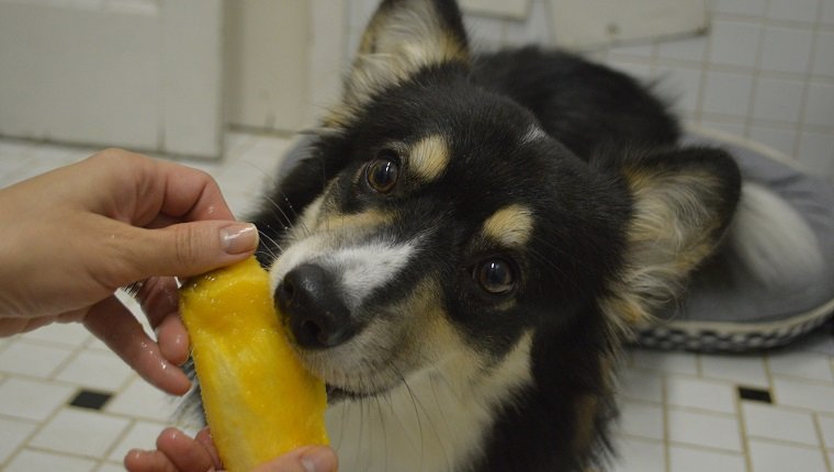 Perro comiendo mango.  Inspirado en la expresión brasileña "o cao sucking mango"