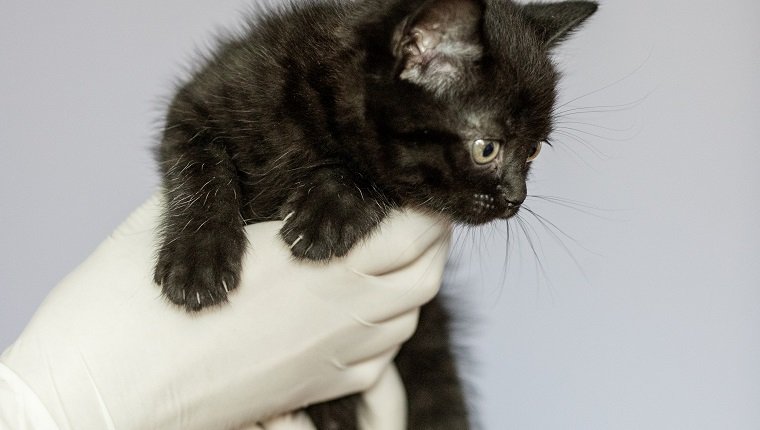Gatito en manos de un veterinario.  Concepto mascotas, tratamiento, clínica veterinaria.