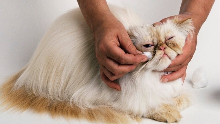 Uso de algodón para limpiar los ojos del gato persa Cream Point