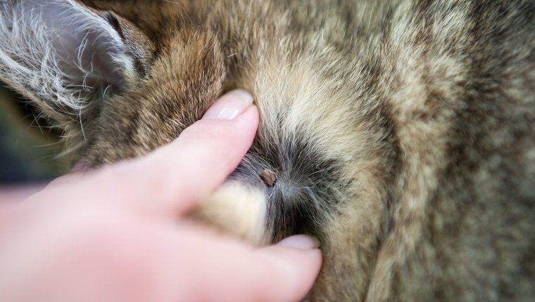 Peligroso parásito chigoe en el pelo de los gatos