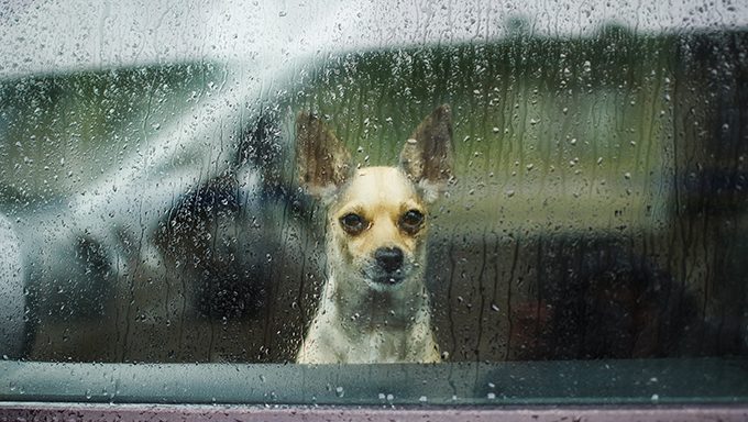 perro mirando por la ventana bajo la lluvia