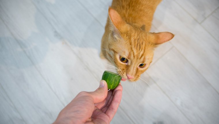 Can Cats Eat Cucumber Featured