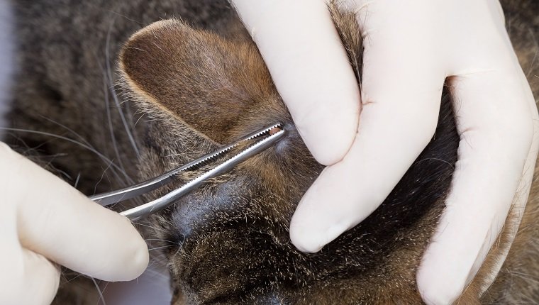 médico quitando una garrapata en la cabeza de un gato con pinzas