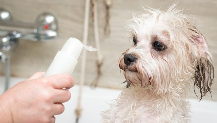dog shampoo 1