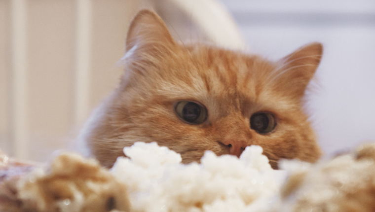 gato comiendo arroz