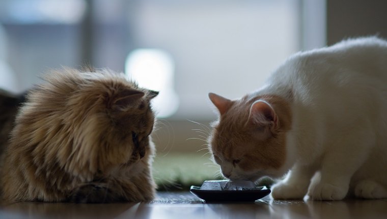 Gato blanco y marrón lamiendo hielo de un tazón mientras otro gato marrón mira