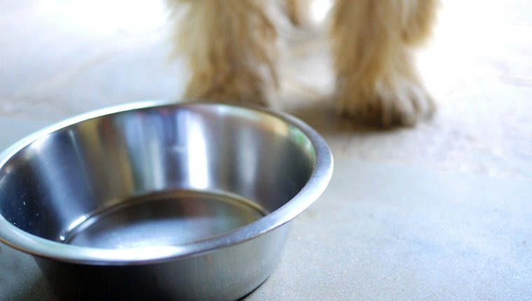 Retiro de alimentos para perros Freshpet retira voluntariamente alimentos debido