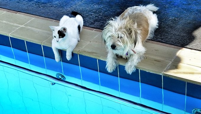 perro y gato sentados junto a la piscina
