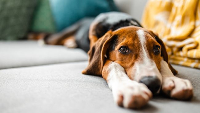 Exceso de bacterias en el intestino delgado en perros sintomas