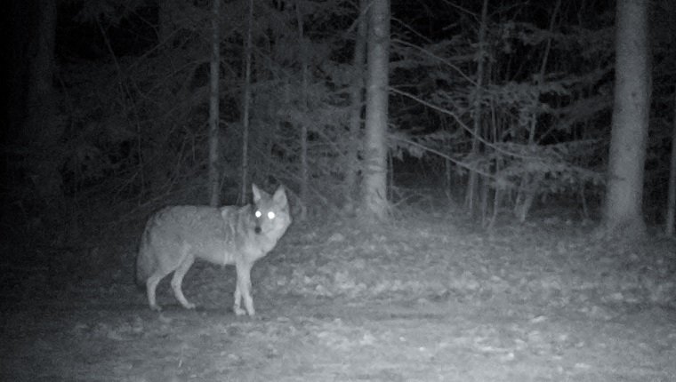 Un coyote es captado por la cámara merodeando un barrio residencial por la noche.  Fotografiado en el este de Ontario, Canadá.