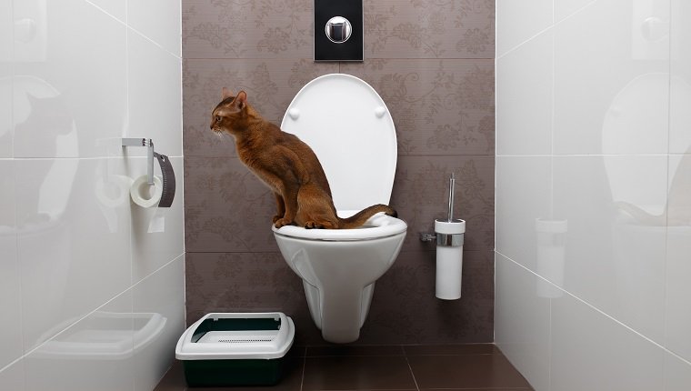 El gato abisinio inteligente usa un baño