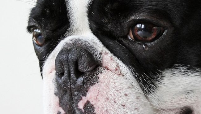Hipopio en perros sintomas causas y tratamientos