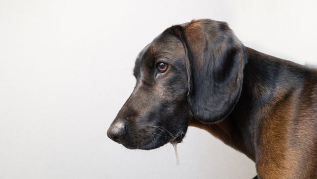 Produccion excesiva de saliva en perros sintomas causas y tratamientos