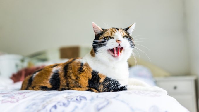 Ulcera de colon en gatos sintomas causas y tratamientos