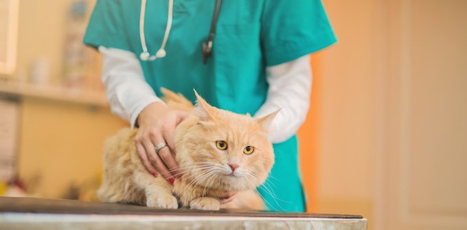 1659474880 358 Cirrosis hepatica y fibrosis en gatos sintomas causas y tratamientos