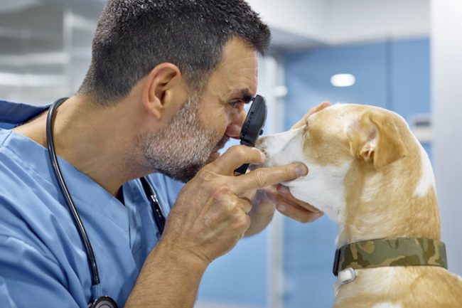 1659561178 487 Luxacion ocular en perros sintomas causas y tratamientos