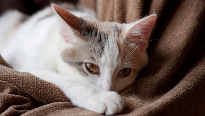 Cirrosis hepatica y fibrosis en gatos sintomas causas y tratamientos