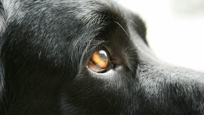 Luxacion ocular en perros sintomas causas y tratamientos