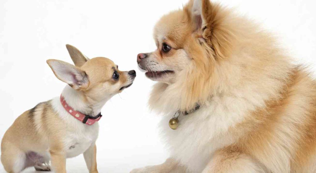 chihuahuas